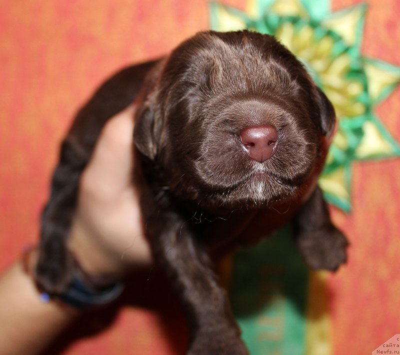 Фотография № 165557