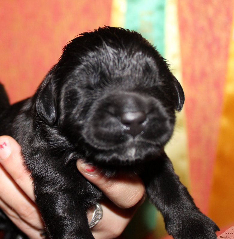 Фотография № 165561