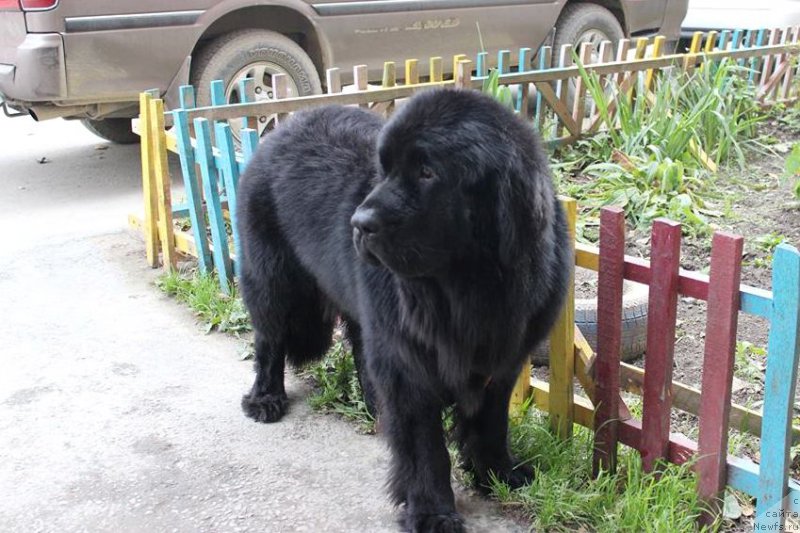 Фото: ньюфаундленд Chernaya Mafia Matter of Time (Черная Мафия Маттер оф Тиме)