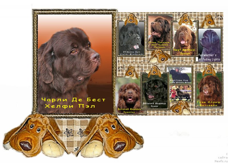 Фото: ньюфаундленд Charli The Best Helfi Pel (Чарли Де Бест Хелфи Пэл)