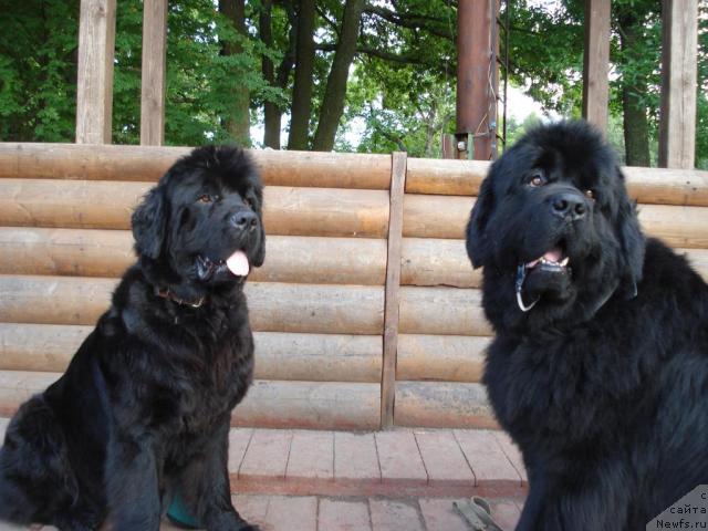 Фото: ньюфаундленд Talula Bell (Талула Белл), ньюфаундленд Smigar Ieremiya Ivent Magik (Смигар Иеремия Ивент Магик)