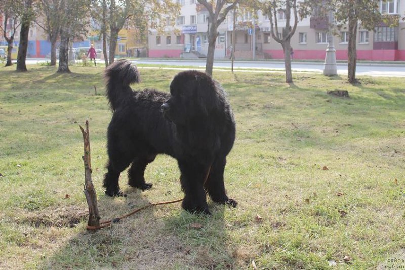 Фото: ньюфаундленд Chernaya Mafia Matter of Time (Черная Мафия Маттер оф Тиме)