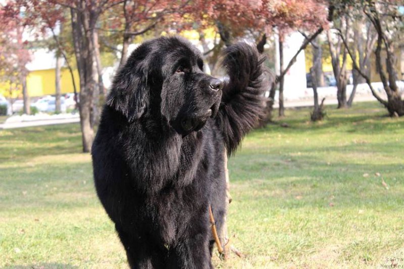 Фото: ньюфаундленд Chernaya Mafia Matter of Time (Черная Мафия Маттер оф Тиме)