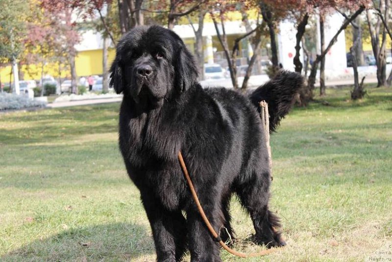 Фото: ньюфаундленд Chernaya Mafia Matter of Time (Черная Мафия Маттер оф Тиме)