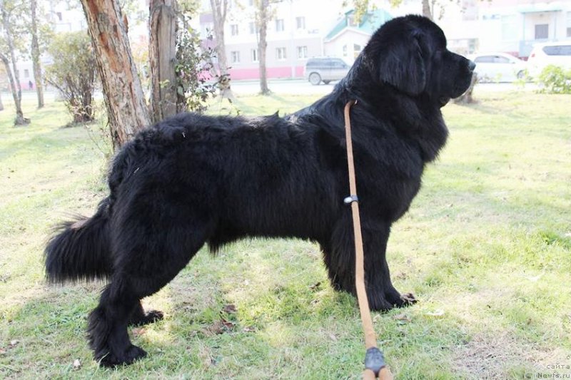 Фото: ньюфаундленд Chernaya Mafia Matter of Time (Черная Мафия Маттер оф Тиме)