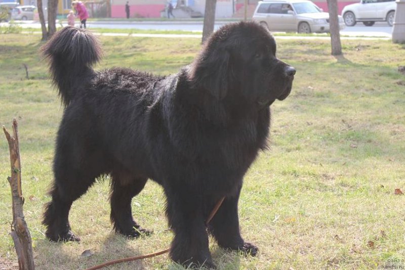 Фото: ньюфаундленд Chernaya Mafia Matter of Time (Черная Мафия Маттер оф Тиме)