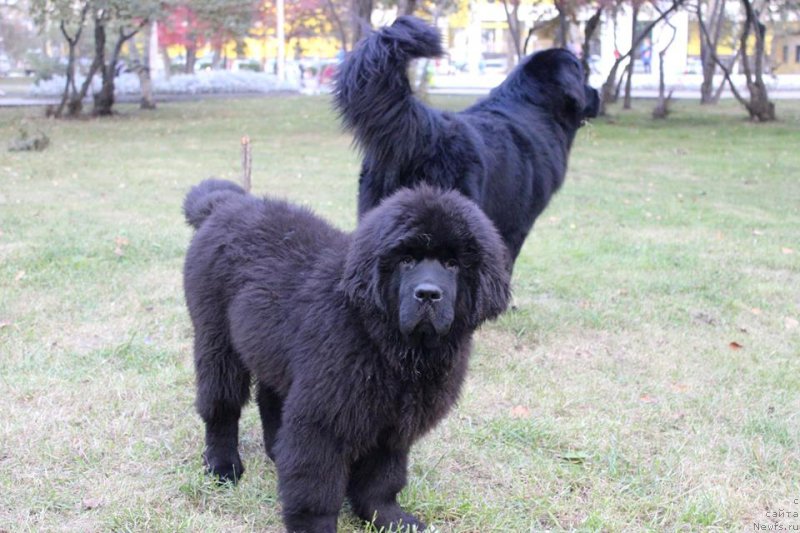 Фото: ньюфаундленд Chernaya Mafia She is a Lady (Черная Мафия Ше ис а Ладу)