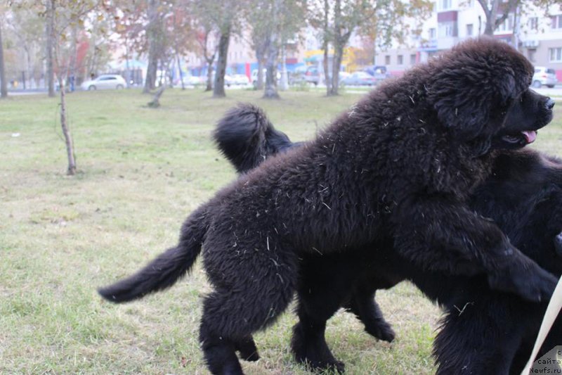 Фото: ньюфаундленд Chernaya Mafia She is a Lady (Черная Мафия Ше ис а Ладу)