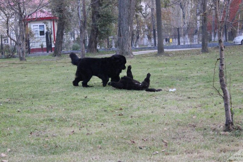 Фото: ньюфаундленд Chernaya Mafia Matter of Time (Черная Мафия Маттер оф Тиме), ньюфаундленд Chernaya Mafia She is a Lady (Черная Мафия Ше ис а Ладу)