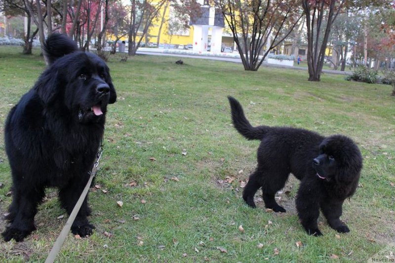 Фото: ньюфаундленд Chernaya Mafia Matter of Time (Черная Мафия Маттер оф Тиме), ньюфаундленд Chernaya Mafia She is a Lady (Черная Мафия Ше ис а Ладу)