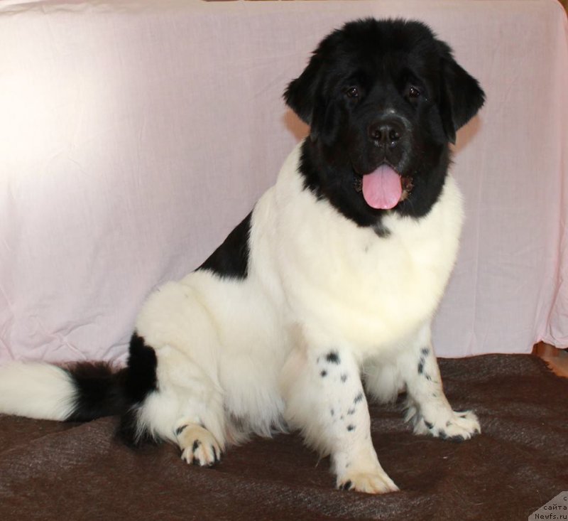 Фотография № 165581