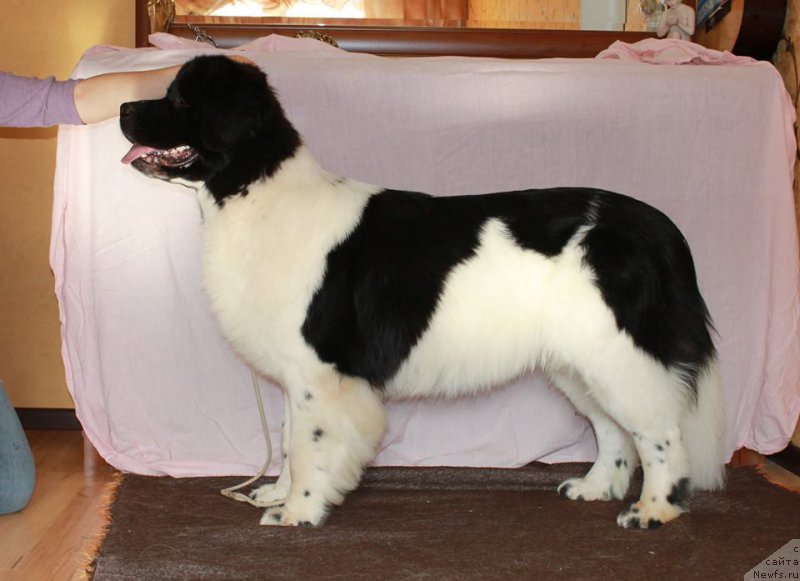 Фотография № 165582