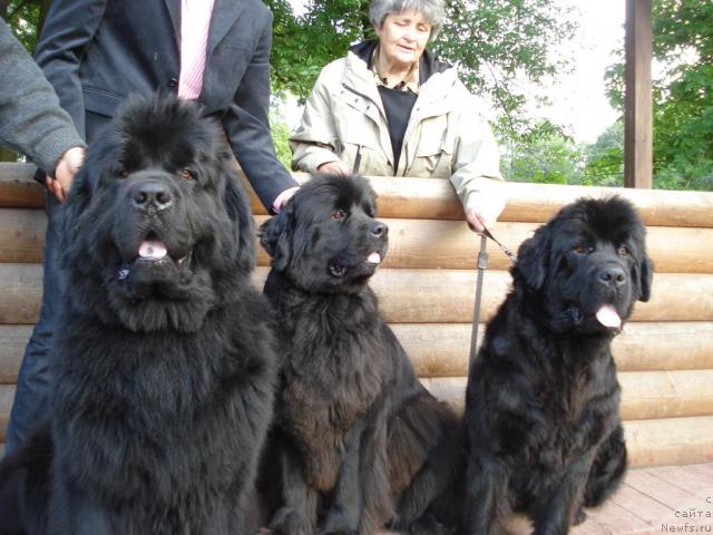 Фото: ньюфаундленд Smigar Ieremiya Ivent Magik (Смигар Иеремия Ивент Магик), ньюфаундленд Smigar Iksiya Istoma (Смигар Иксия Истома), ньюфаундленд Talula Bell (Талула Белл)