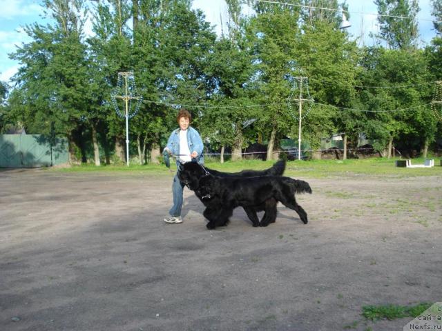 Фото: Anna Kovalyova (Анна Ковалёва), ньюфаундленд Smigar Ieremiya Ivent Magik (Смигар Иеремия Ивент Магик), ньюфаундленд Talula Bell (Талула Белл)