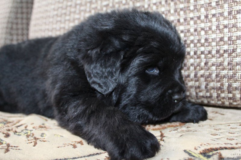 Фото: мальчик [d9300]