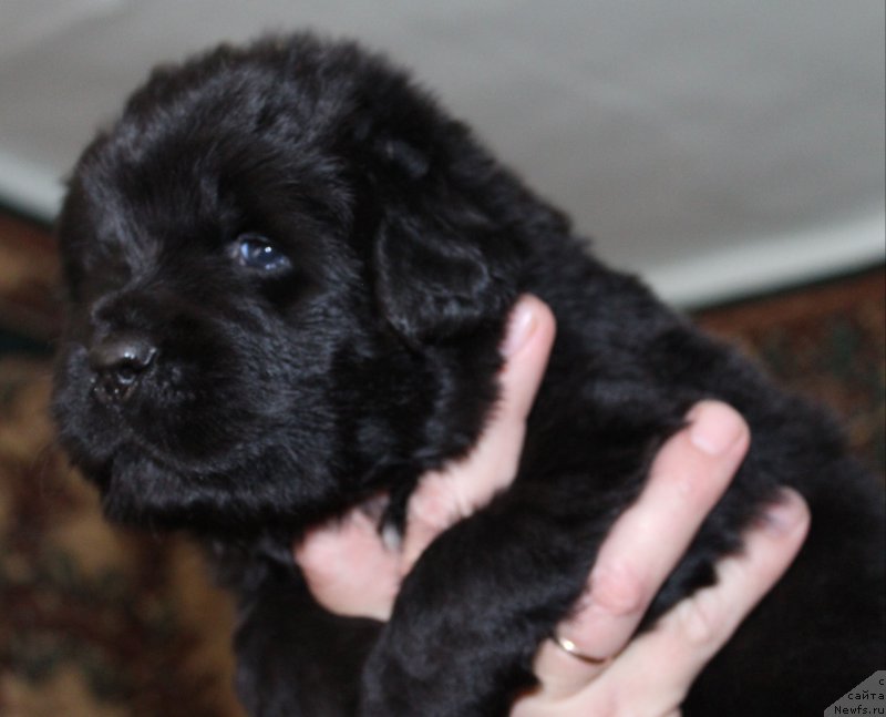 Фото: ньюфаундленд Fiamettahauz Monaco Princess (Фиаметтахауз Монако Принцесс)