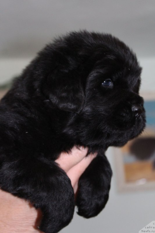 Фото: ньюфаундленд Fiamettahauz Monaco Princess (Фиаметтахауз Монако Принцесс)