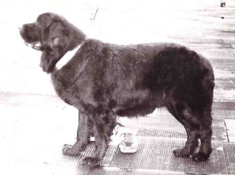 Фото: ньюфаундленд Doris Doys (Дорис Дойс)