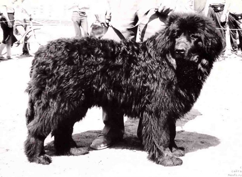 Фото: ньюфаундленд Grizli Palvi of Layf Seyver (Гризли Палви оф Лайф Сейвер)