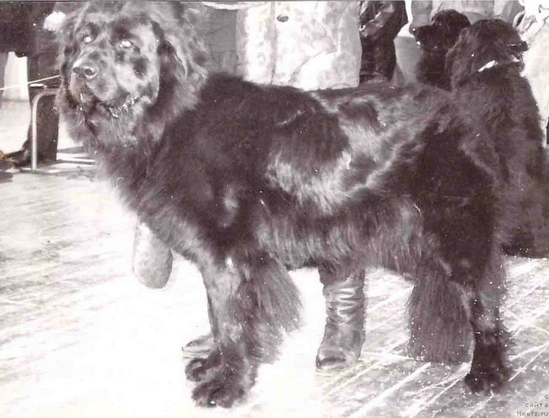 Фото: ньюфаундленд YArnella Seyver (Ярнелла Сейвер)