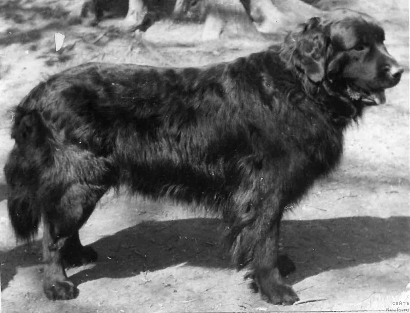 Фото: ньюфаундленд Disney Bey (Дисней Бей)