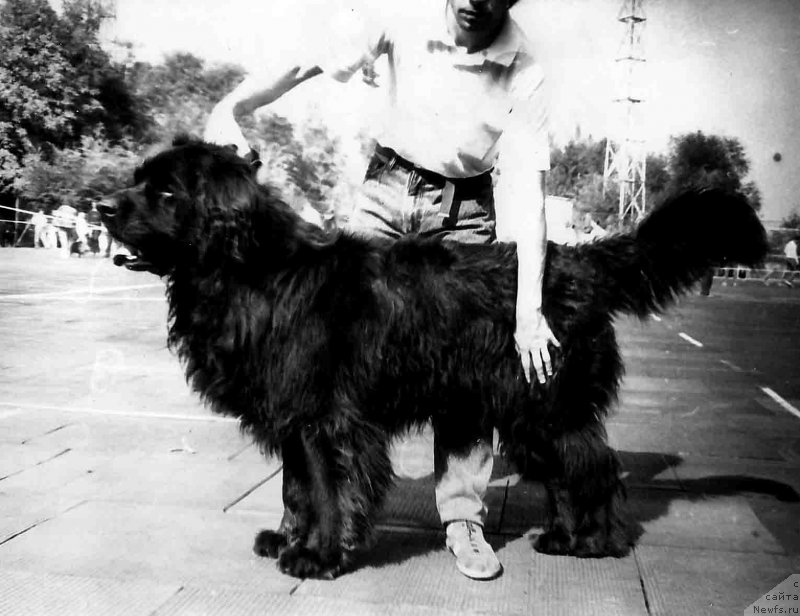 Фото: ньюфаундленд SHah Dilor (Шах Дилор)