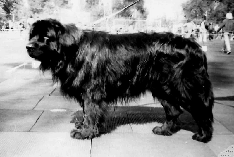 Фото: ньюфаундленд SHer SHeggi (Шер Шегги)