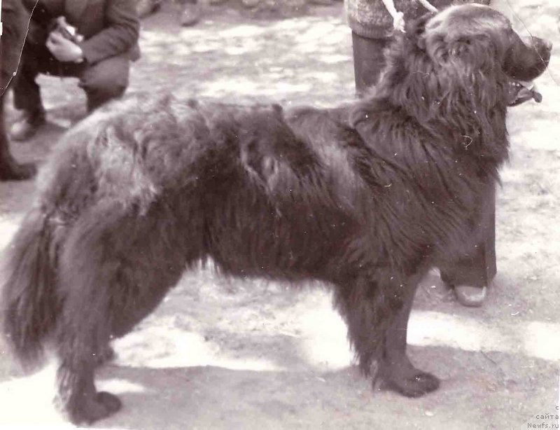 Фото: ньюфаундленд O'Leyzi CHep (О'Лейзи Чеп)