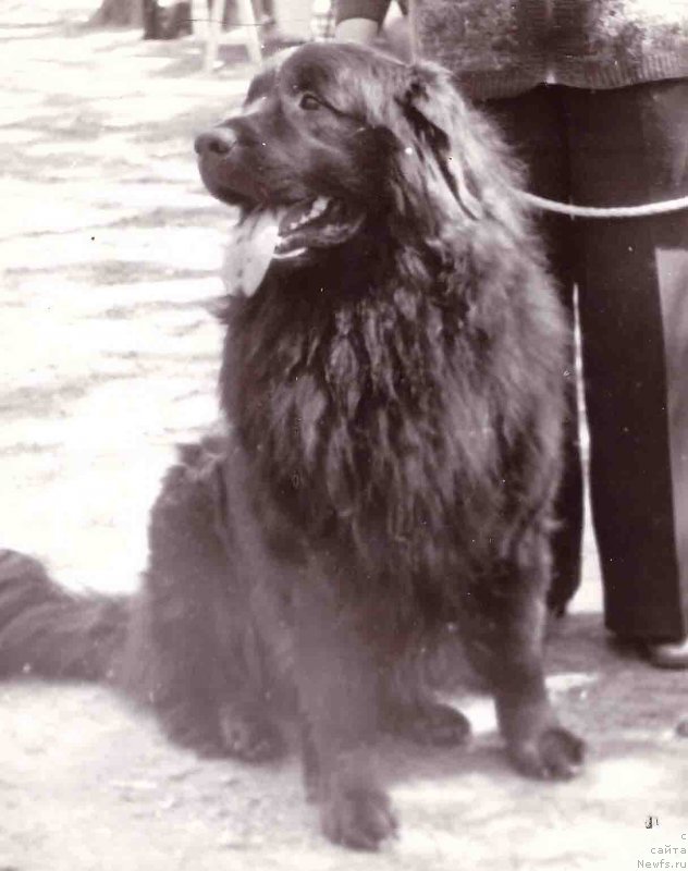 Фото: ньюфаундленд O'Leyzi CHep (О'Лейзи Чеп)