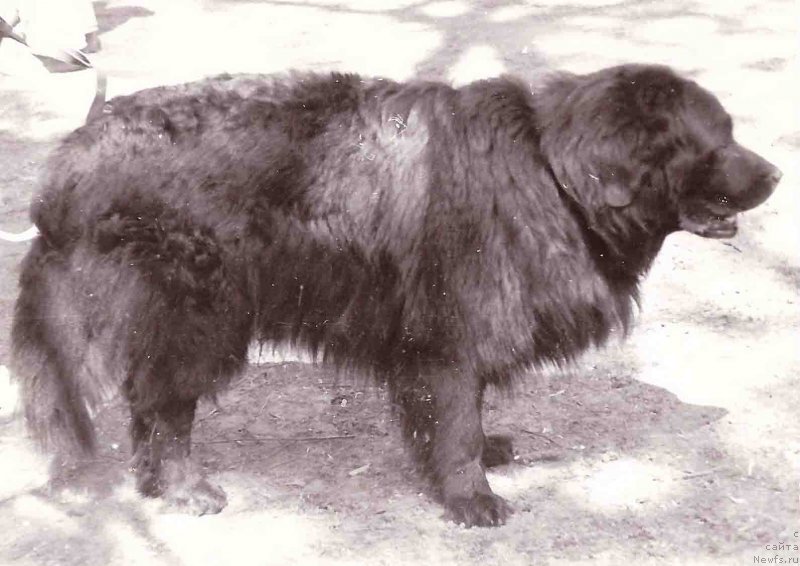 Фото: ньюфаундленд Princ CHang Bey (Принц Чанг Бей)