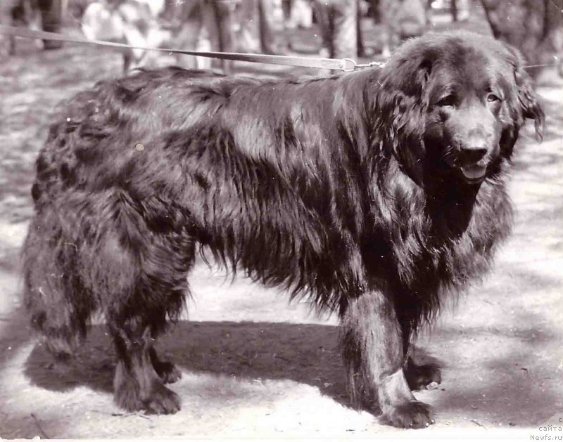 Фото: ньюфаундленд Soms (Сомс)