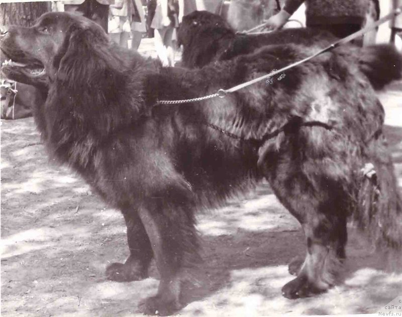 Фото: ньюфаундленд Agat Ger (Агат Гер)