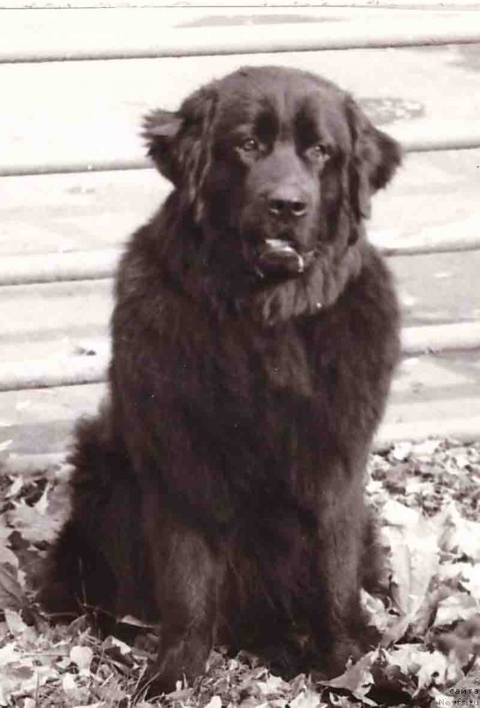 Фото: ньюфаундленд Princ CHang Bey (Принц Чанг Бей)