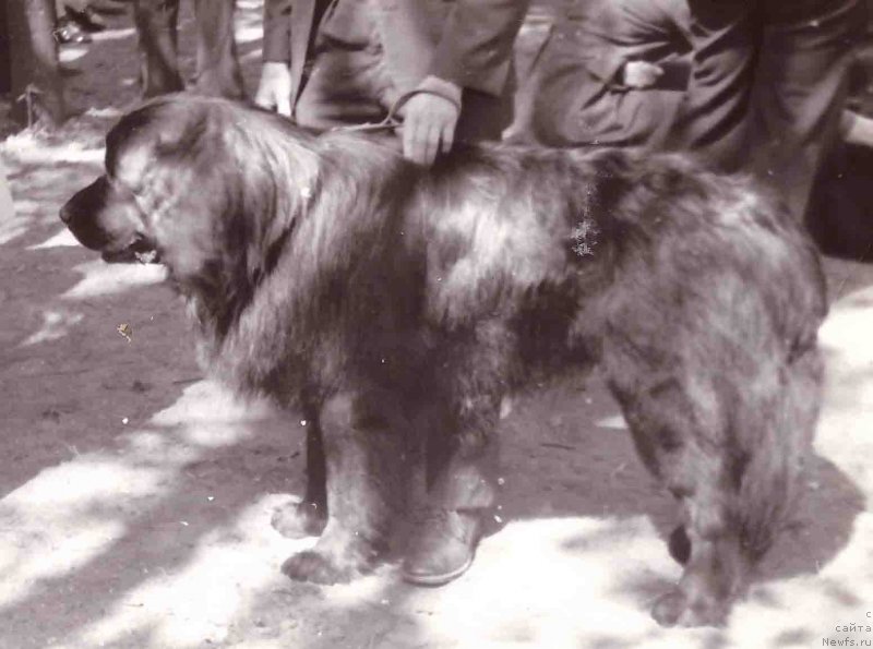 Фото: ньюфаундленд Feliks YAn (Феликс Ян)