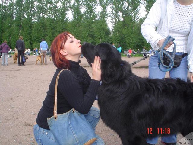 Фото: Irina Suprun (Ирина Супрун), ньюфаундленд Drive Me Crazy of Apachee's Home