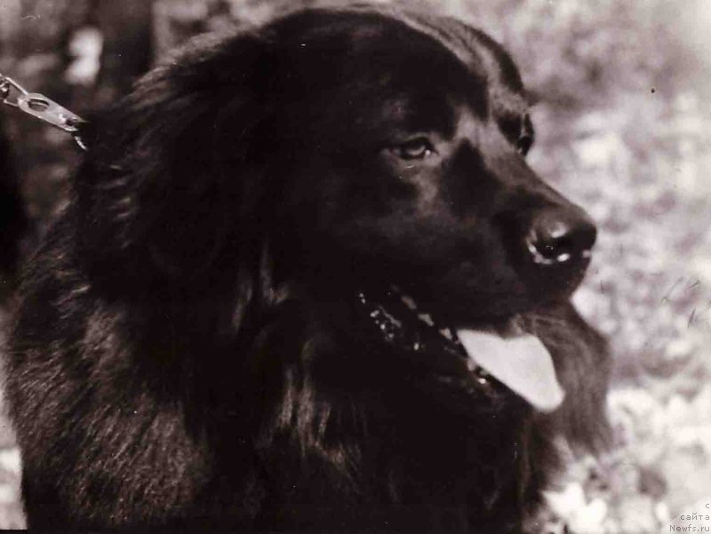 Фото: ньюфаундленд Nord (Норд)