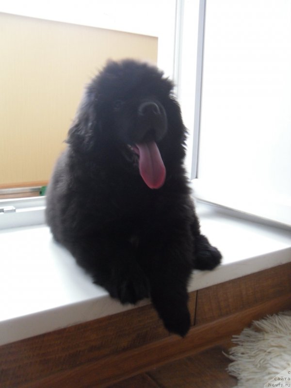 Фото: ньюфаундленд Faina iz Plemeni Kedra (Фаина из Племени Кедра)