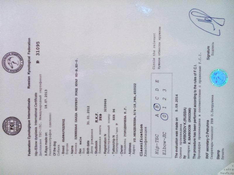 Фото: ньюфаундленд Plushevaya Panda Ferrero Rond Noir (Плюшевая Панда Ферреро Ронд Нуар)