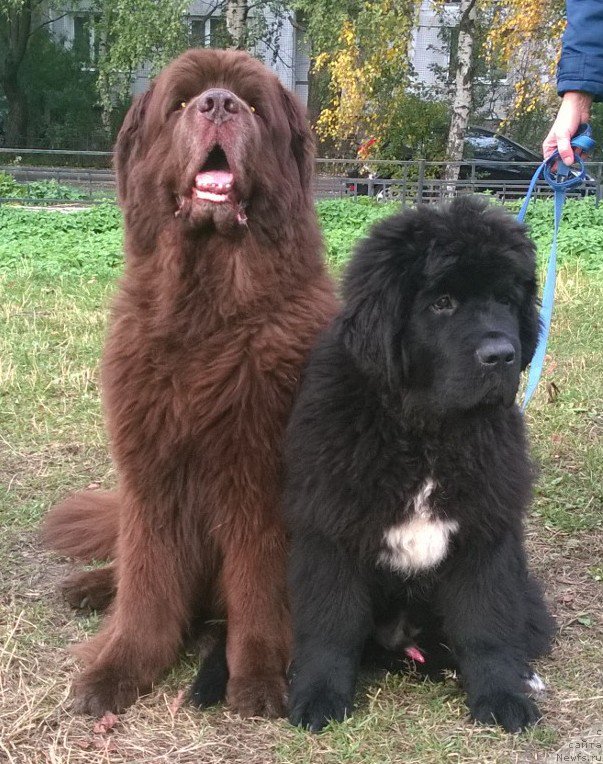 Фото: ньюфаундленд Ais Cream Ambassador