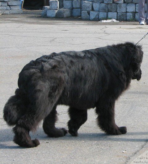 Фото: ньюфаундленд Sent Djons Harebell (Сент Джонс Харебелл)
