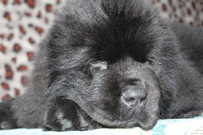 Фото: ньюфаундленд Myelman SHerstistyiy Mamont (Мэлман Шерстистый Мамонт)