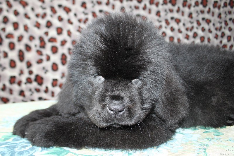 Фото: ньюфаундленд Myelman SHerstistyiy Mamont (Мэлман Шерстистый Мамонт)
