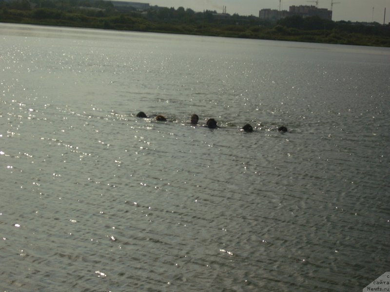 Фото: ньюфаундленд Angelo Orso Cerera (Анджело Орсо Церера), ньюфаундленд Angelo Orso Vilgelm (Анджело Орсо Вильгельм), Tat'yana Il'ina (Татьяна Ильина), ньюфаундленд Angelo Orso Amarilli Mia Bella (Анджело Орсо Амарилли Миа Белла), ньюфаундленд Angelo Orso Violetta Victoria (Анджело Орсо Виолетта Виктория), ньюфаундленд Angelo Orso Solveig (Анджело Орсо Сольвейг)