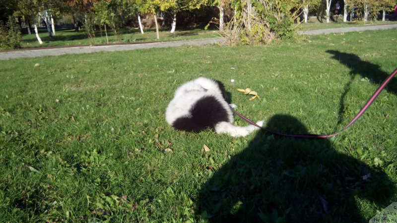 Фото: ньюфаундленд Skazochnaya Kroha SHampan' (Сказочная Кроха Шампань)