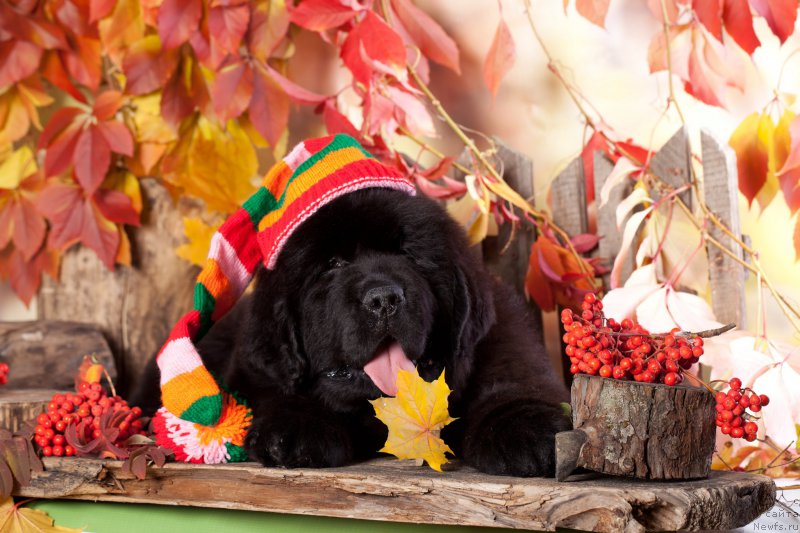 Фото: ньюфаундленд Imperial Klassik BMV YEksklyuziv (Империал Классик БМВ Эксклюзив)