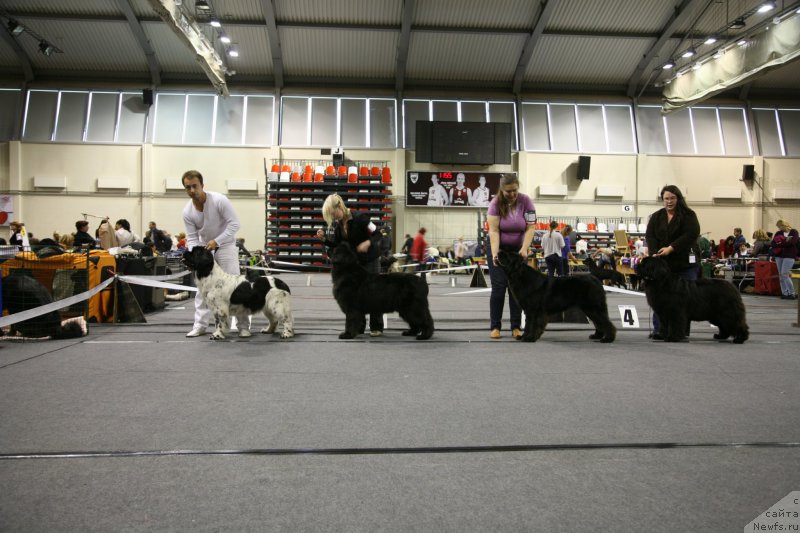 Фото: ньюфаундленд Akvian Song Zero Graviti (Аквиан Сонг Зеро Гравити)