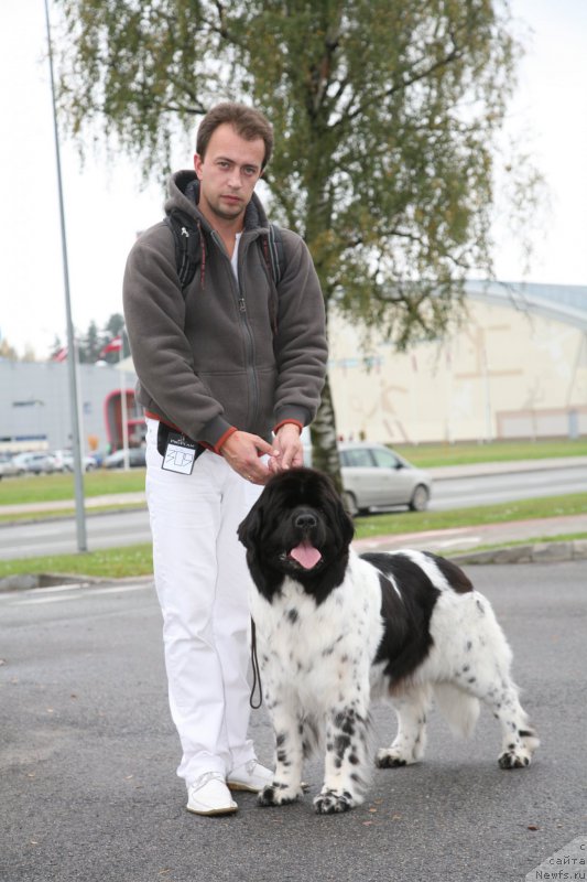 Фото: ньюфаундленд Akvian Song Zero Graviti (Аквиан Сонг Зеро Гравити)