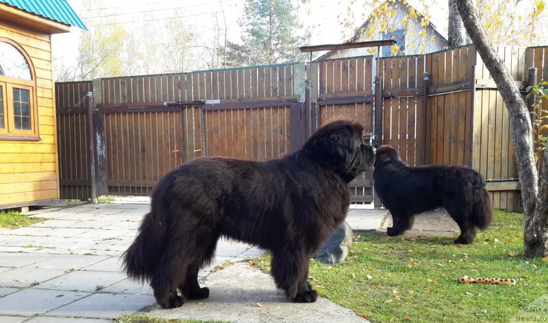 Фото: ньюфаундленд Very Fairweathers X'Got The Rhythm, ньюфаундленд Cristalmar Cadeaux de Noel