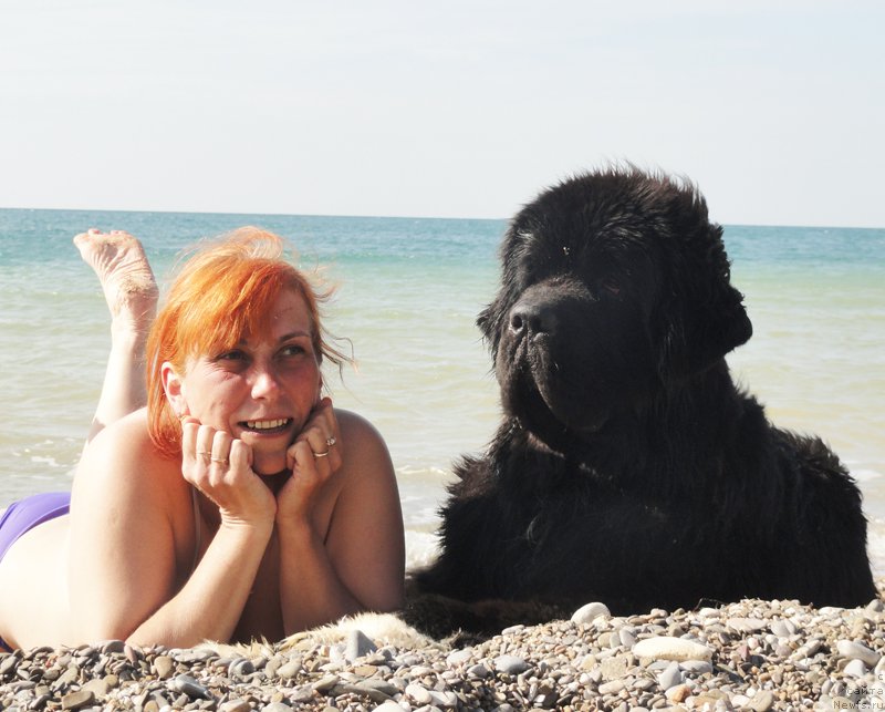 Фото: Ekaterina Kormakova (Екатерина Кормакова), ньюфаундленд Piternyuf Omnia Vincet Amor (Питерньюф Омниа Винсет Амор)