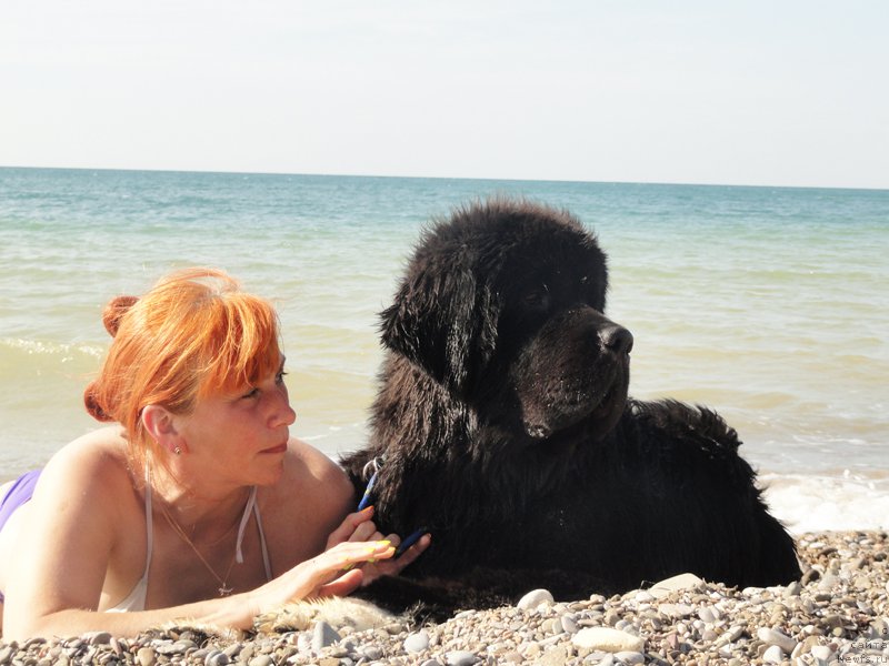 Фото: Ekaterina Kormakova (Екатерина Кормакова), ньюфаундленд Piternyuf Omnia Vincet Amor (Питерньюф Омниа Винсет Амор)